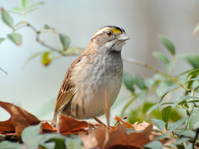 carolina bird club photo gallery carolina bird club photo gallery