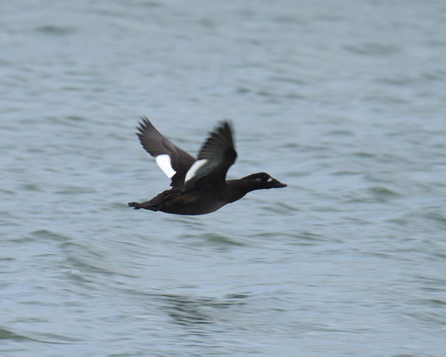 White-winged Scoter