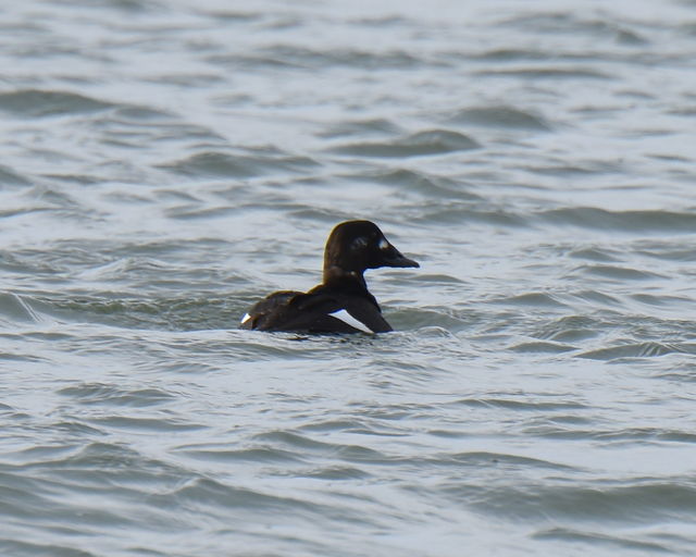 White-winged Scoter