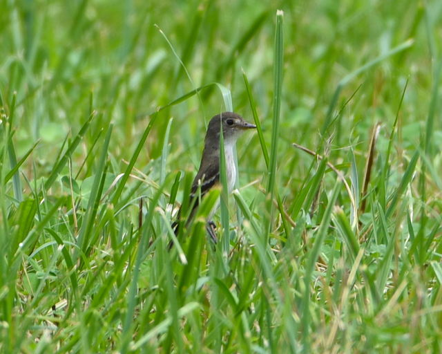 Willow Flycatcher