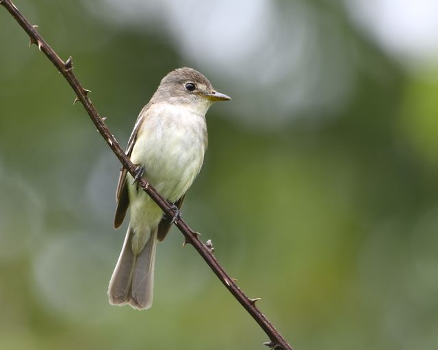 Willow Flycatcher