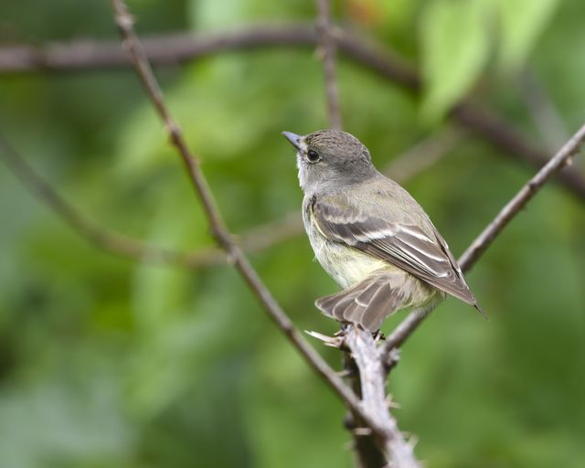 Willow Flycatcher