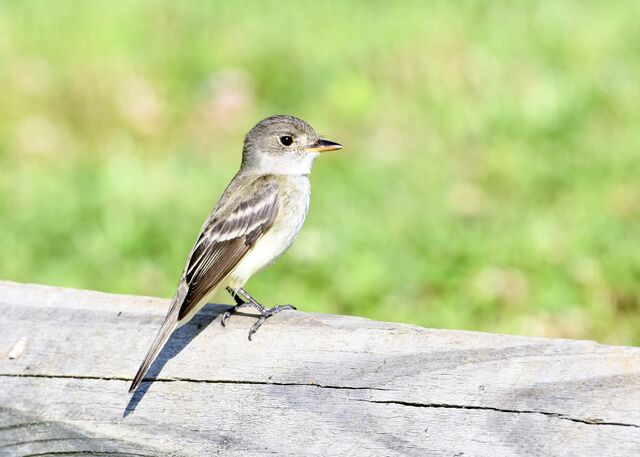 Willow Flycatcher