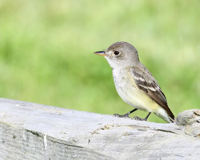 Willow Flycatcher