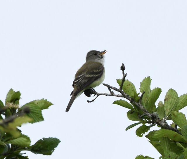 Willow Flycatcher