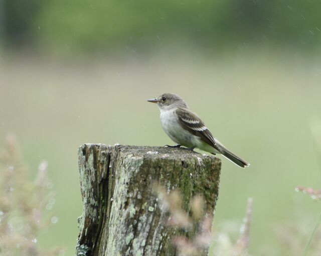 Willow Flycatcher
