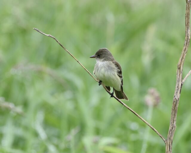 Willow Flycatcher