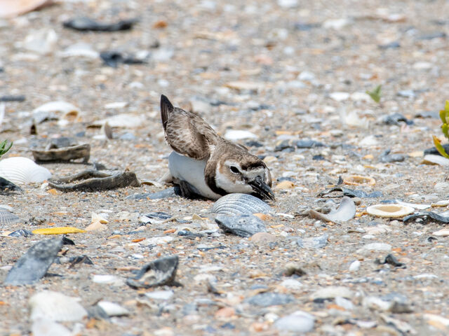 Wilson's Plover