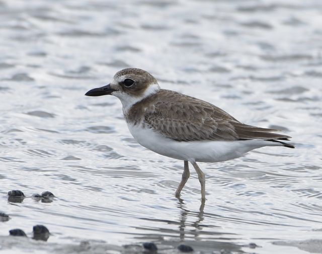 Wilson's Plover