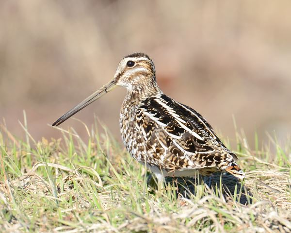 Wilson's Snipe
