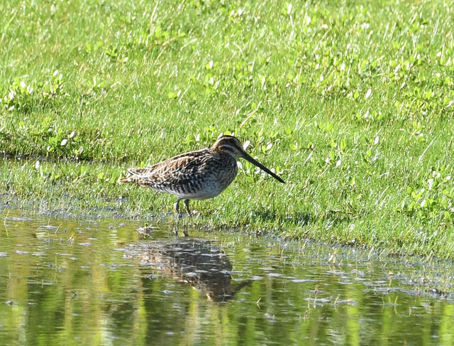Wilson's Snipe