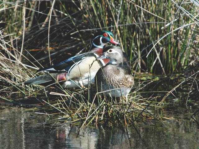 Wood Ducks