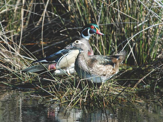 Wood Ducks