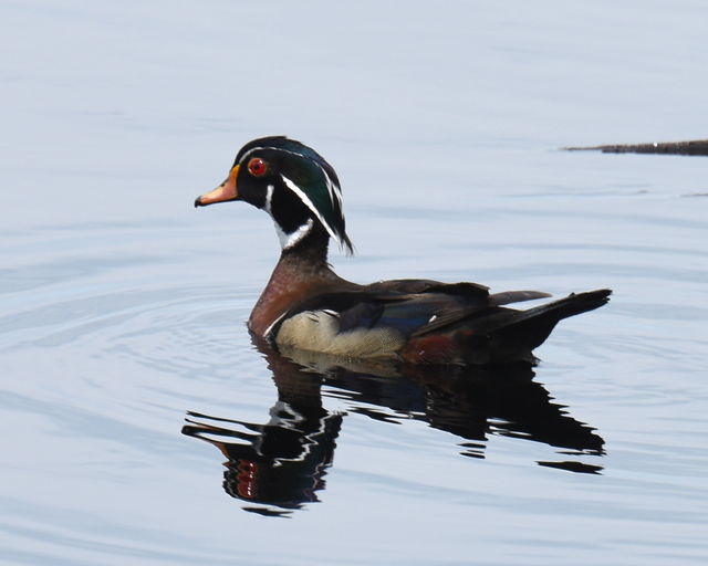 Wood Duck