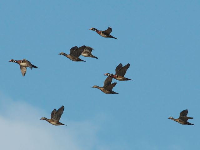 Wood Ducks