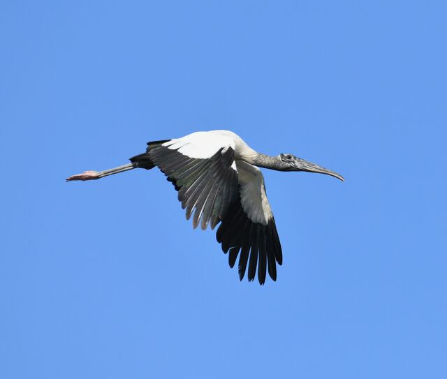 Wood Stork