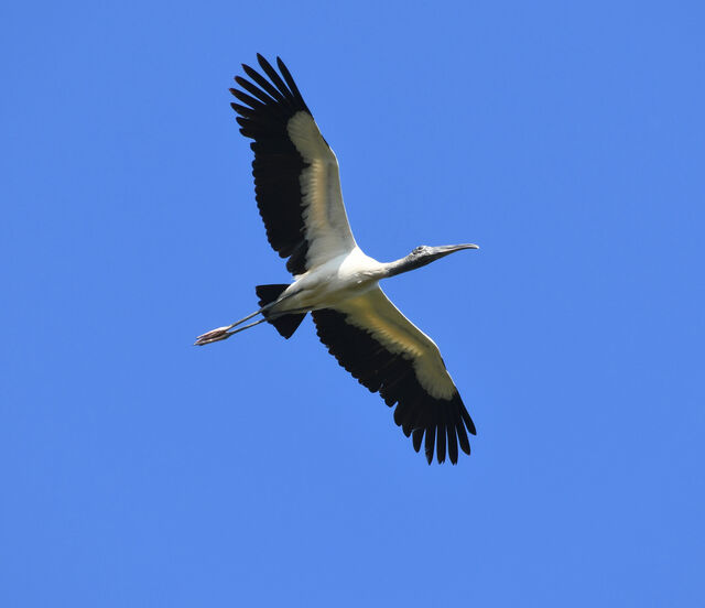 Wood Stork