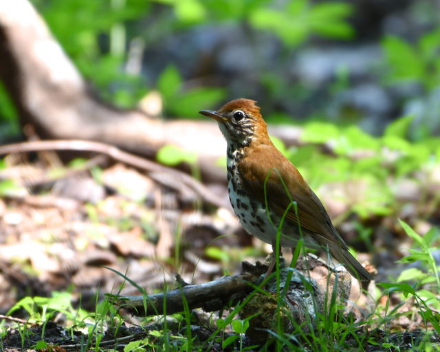 Wood Thrush