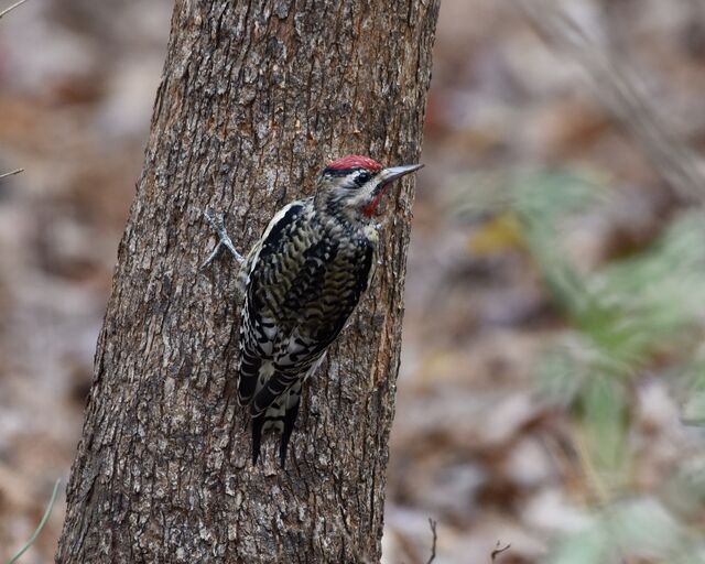 Yellow-bellied Sapsucker