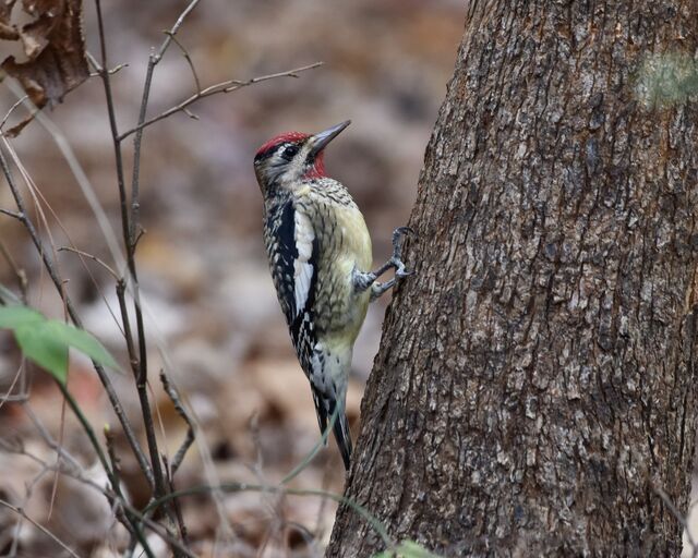 Yellow-bellied Sapsucker