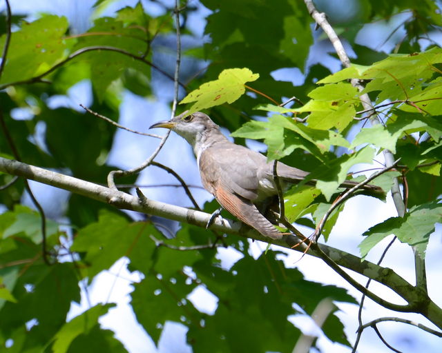 Yellow-billed Cuckoo