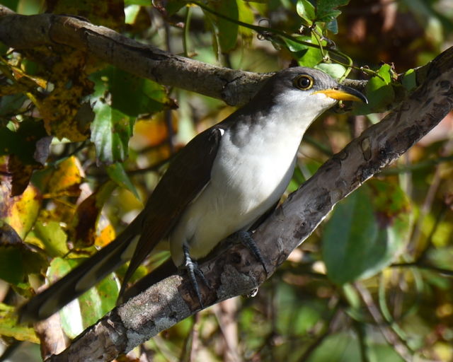 Yellow-billed Cuckoo