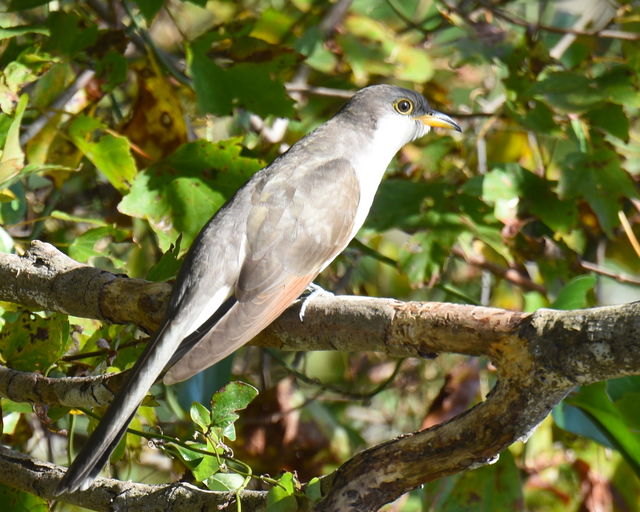 Yellow-billed Cuckoo