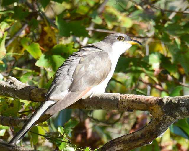 Yellow-billed Cuckoo