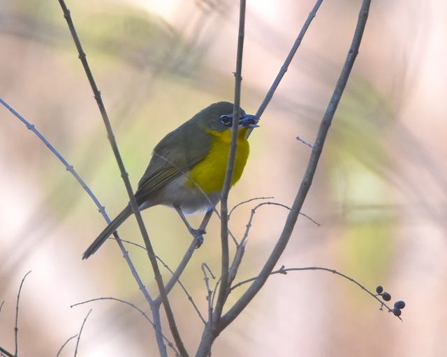 Yellow-breasted Chat