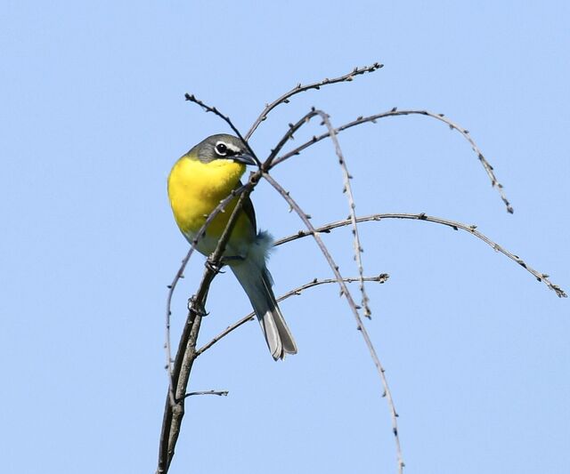 Yellow-breasted Chat