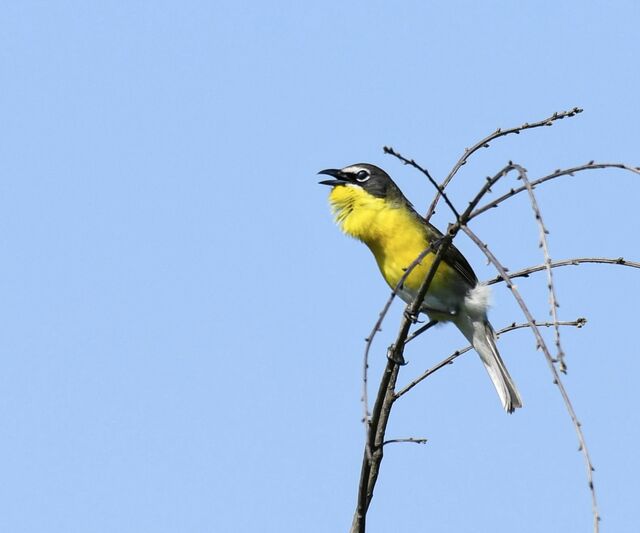 Yellow-breasted Chat