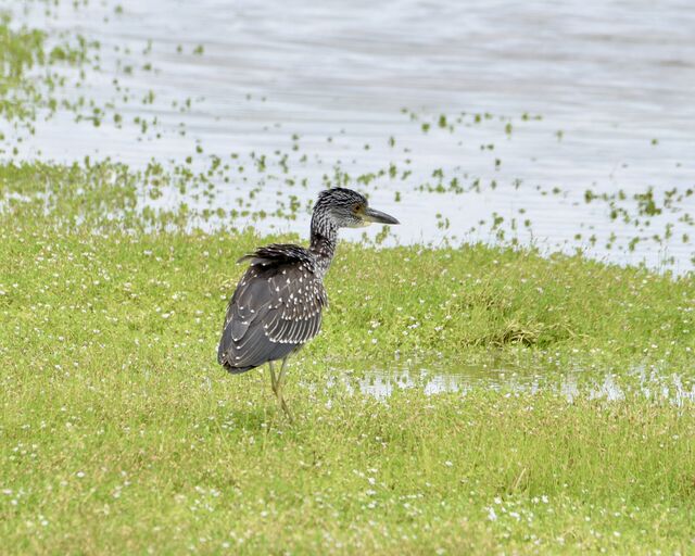 Yellow-crowned Night-Heron