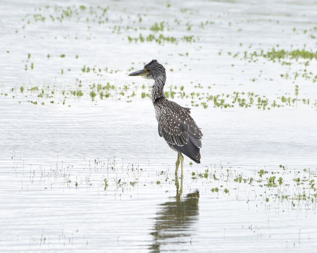 Yellow-crowned Night-Heron