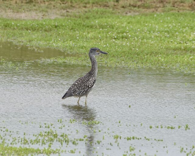 Yellow-crowned Night-Heron