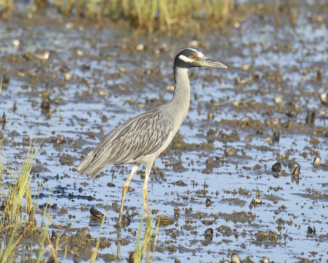 Yellow-crowned Night-Heron