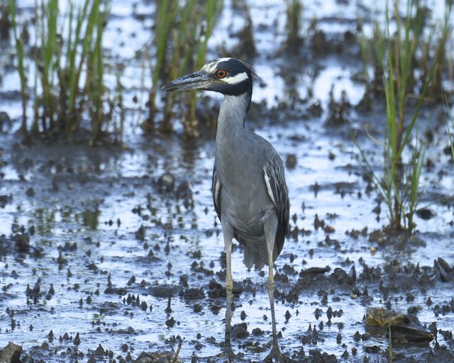 Yellow-crowned Night-Heron