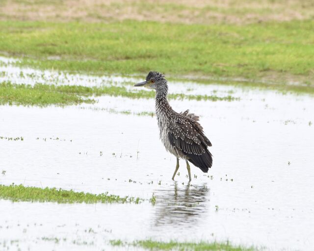 Yellow-crowned Night-Heron