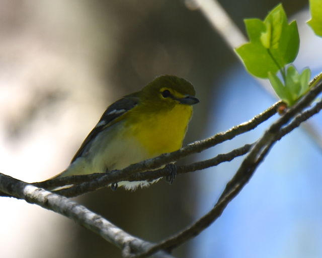 Yellow-throated Vireo