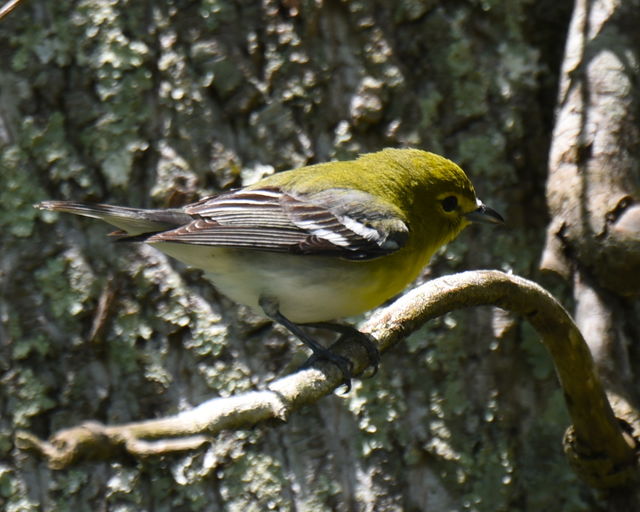 Yellow-throated Vireo