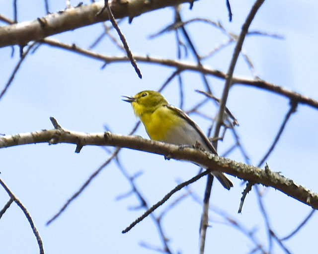 Yellow-throated Vireo