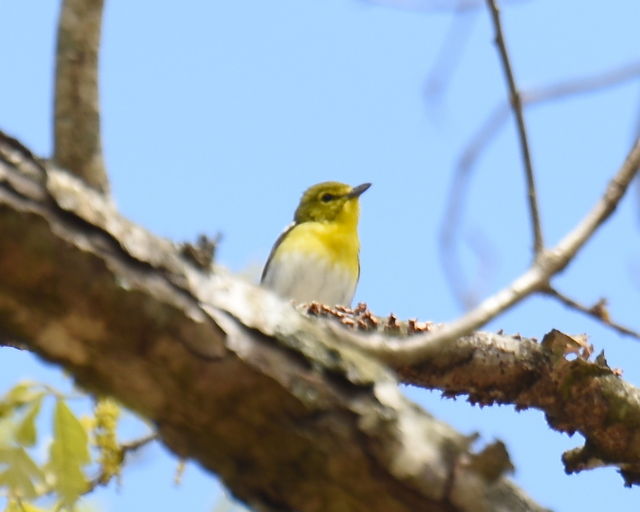 Yellow-throated Vireo
