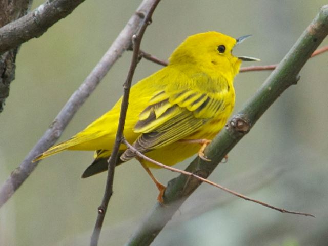 Yellow Warbler