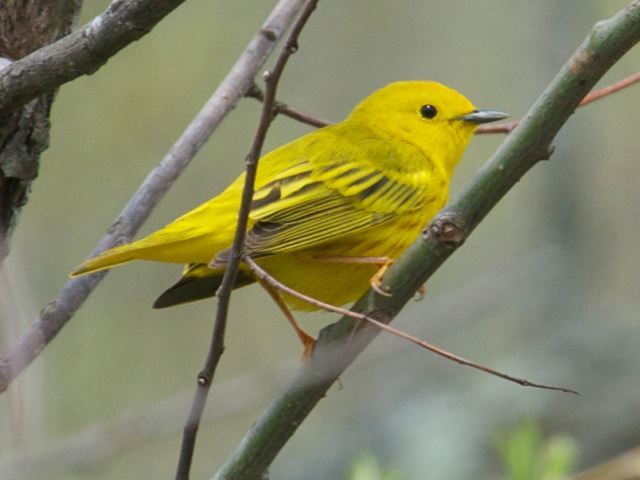 Yellow Warbler