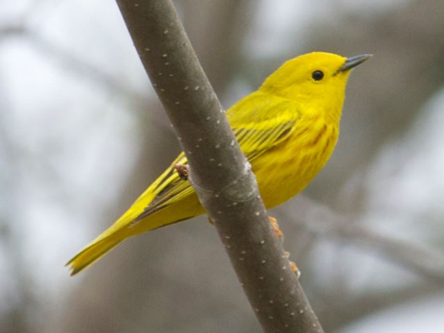 Yellow Warbler