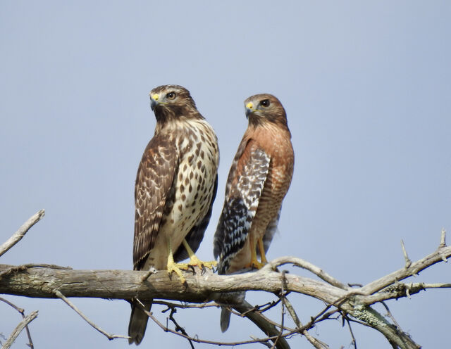 Red-shouldered Hawk