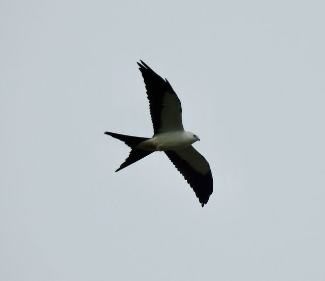 Swallow-tailed Kite