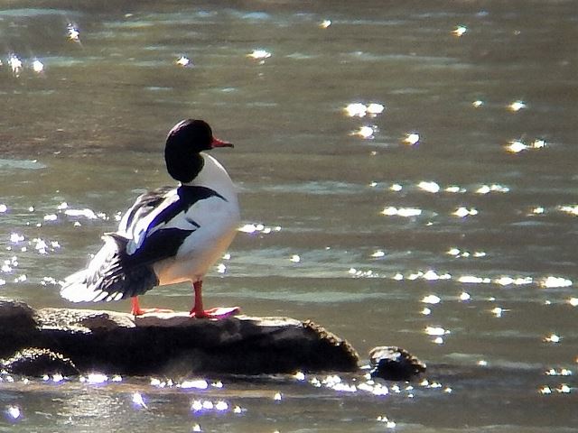Common Mergansers