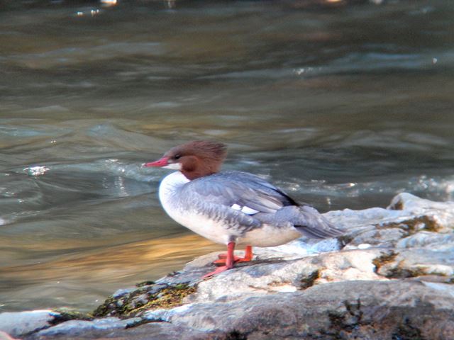 Common Mergansers