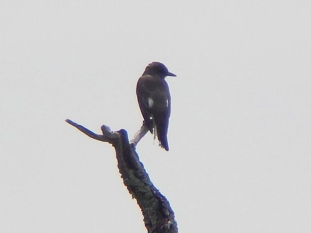 Olive-sided Flycatcher