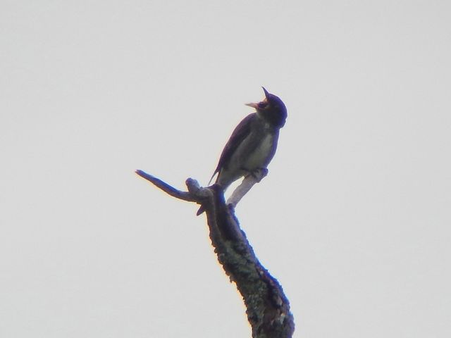 Olive-sided Flycatcher
